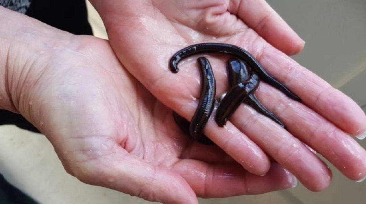 黄金水蛭一只多少钱,水蛭软黄金