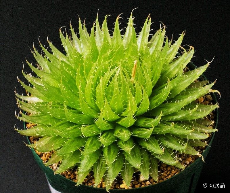 多肉玉露寿的品种图鉴,日本十大耐阴多肉