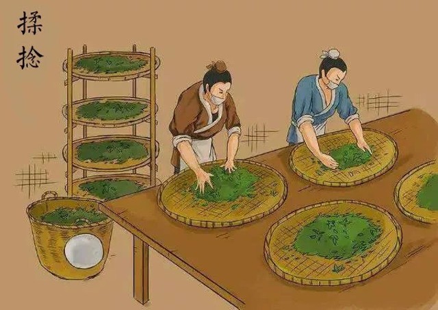 普洱生茶与熟茶哪个更适合入门,关于普洱茶生茶和熟茶的区别知识