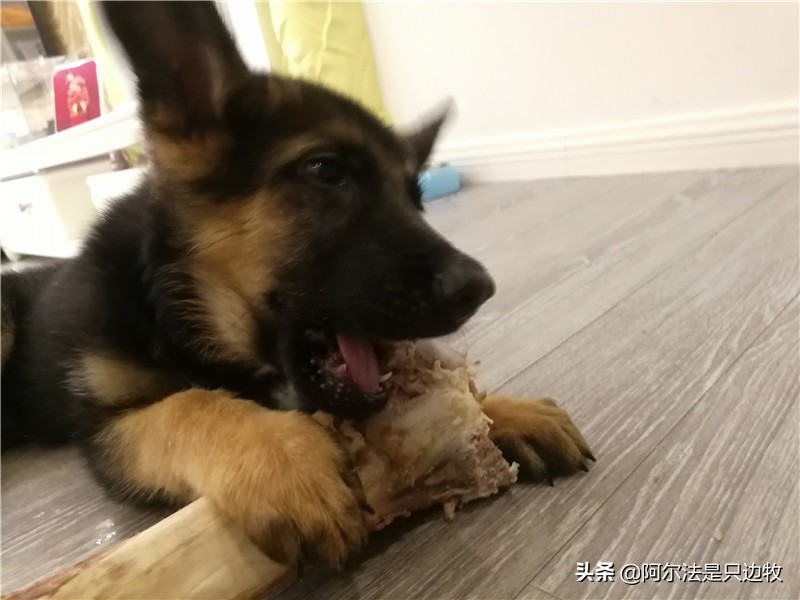 如何给狗狗挑喜欢的玩具,幼犬狗狗该玩什么玩具