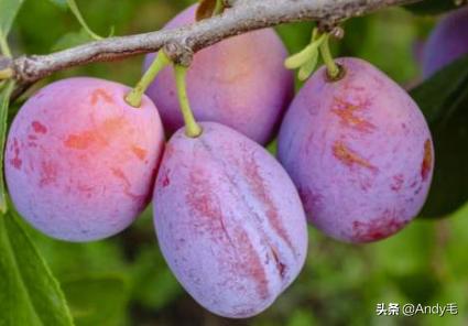 原产自美国，2年就能结果，长得酷似李子，国内种植却卖不上价