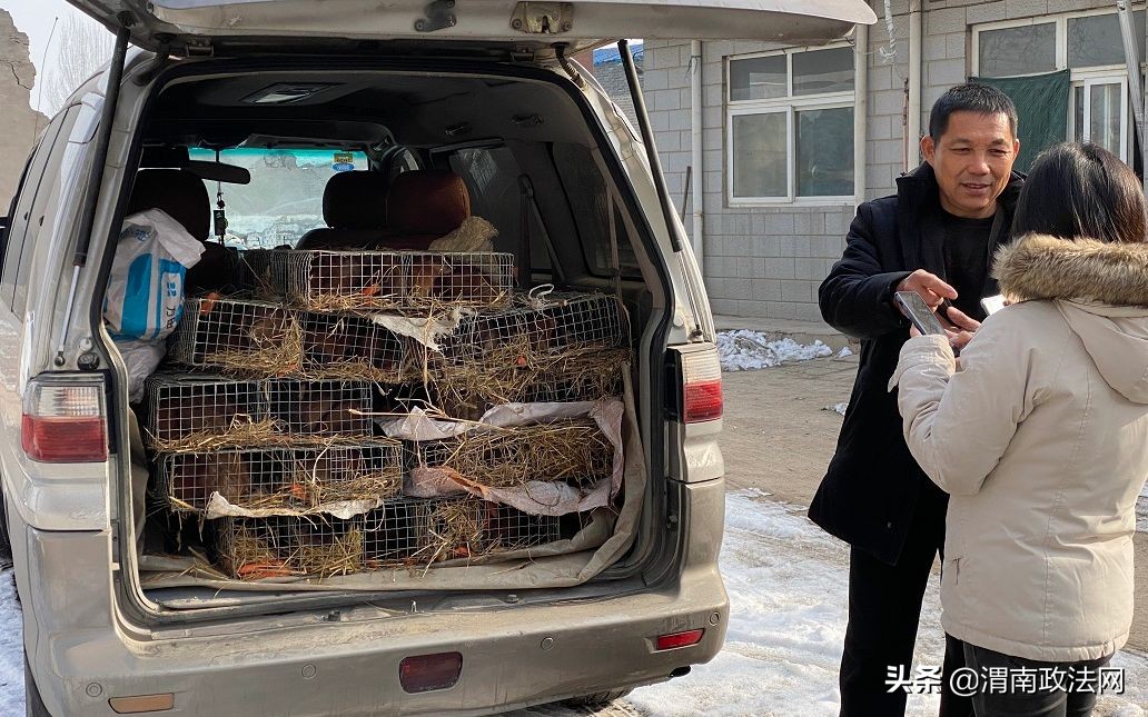 养猪改养泥鳅,养猪大户改行兔获丰收