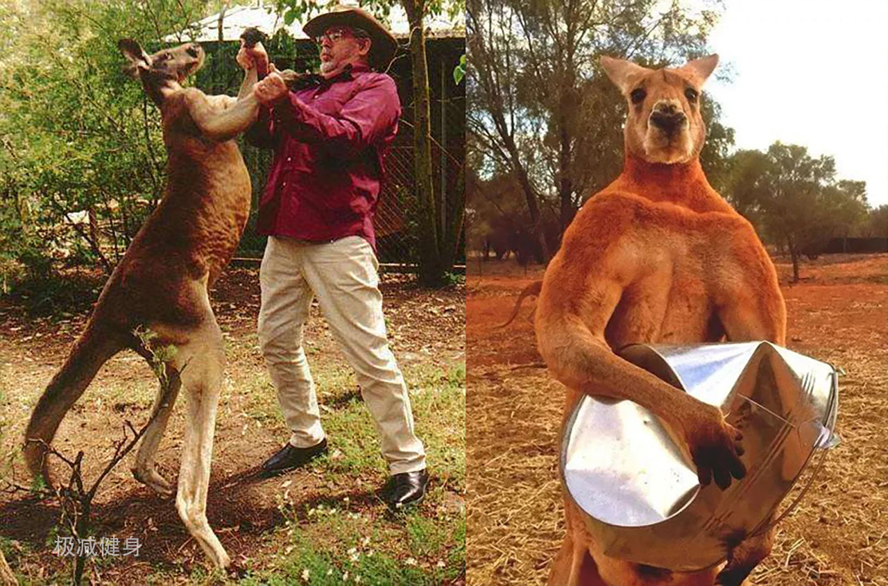 袋鼠不锻炼都有肌肉,袋鼠不做力量训练