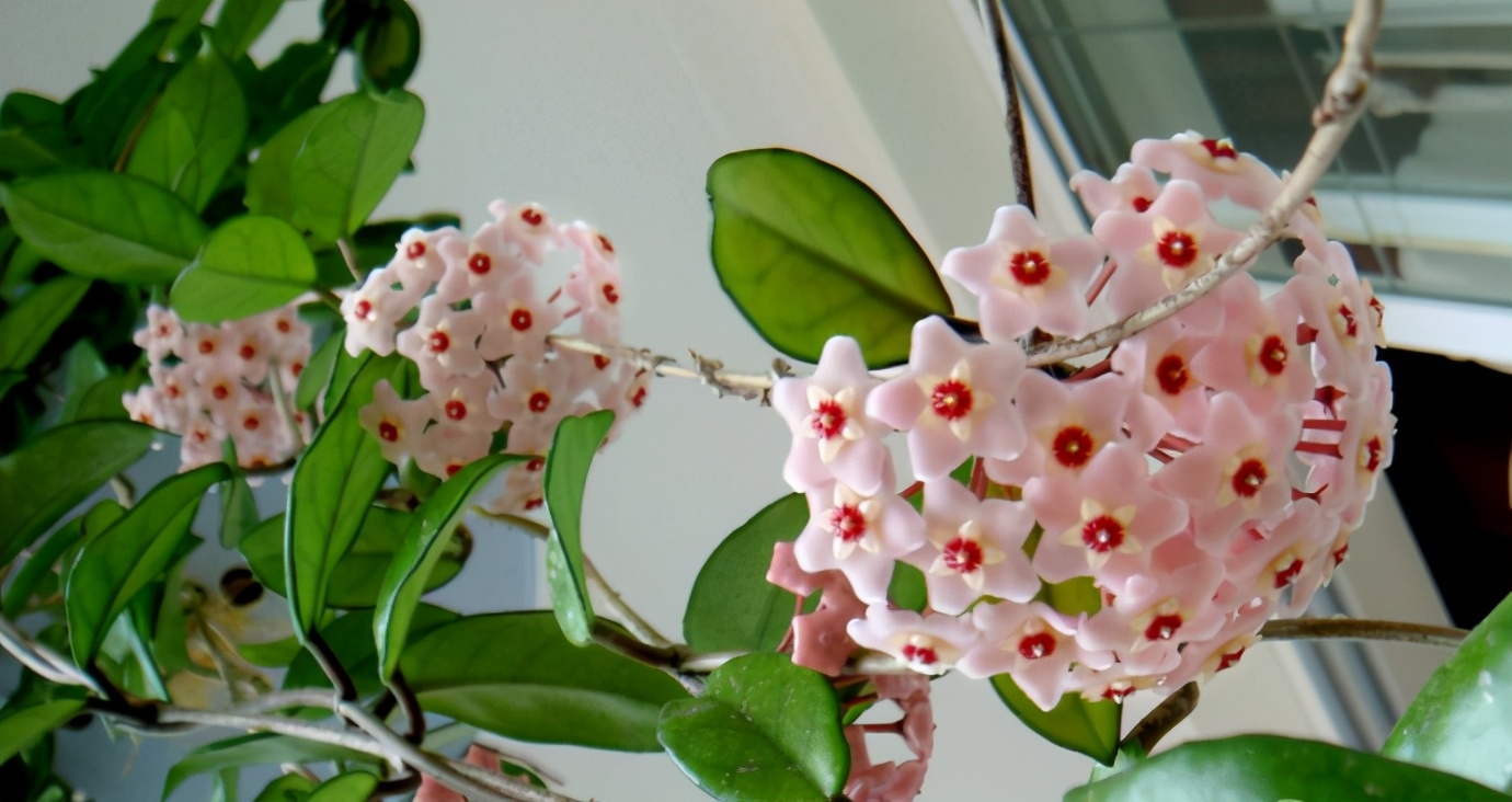 养球兰的三大忌,网购球兰不生长怎么回事