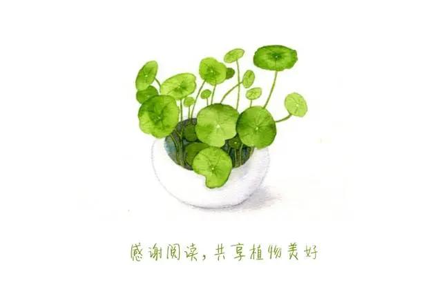 鲜果时光｜五月，覆盆子一熟，江南就甜了