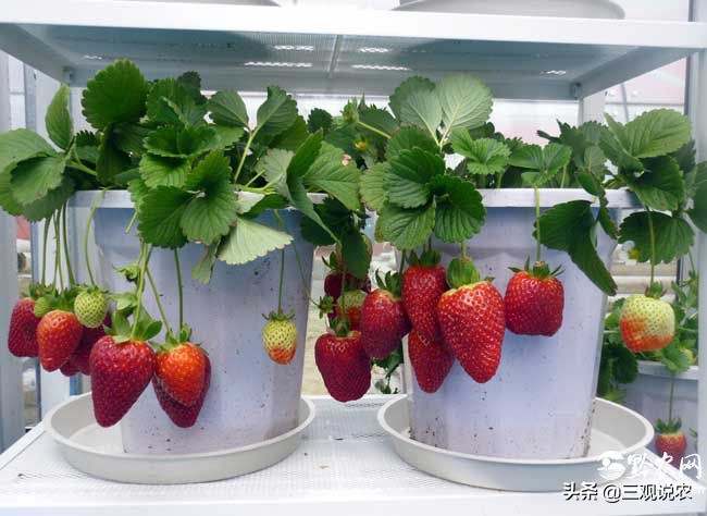 造成草莓畸形果的原因是,草莓花束头果出现畸形是什么原因