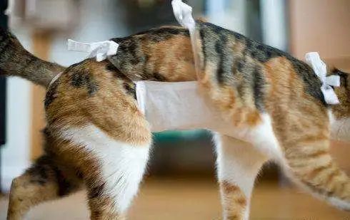 给猫绝育是最大的谎言,看完再决定要不要给猫绝育