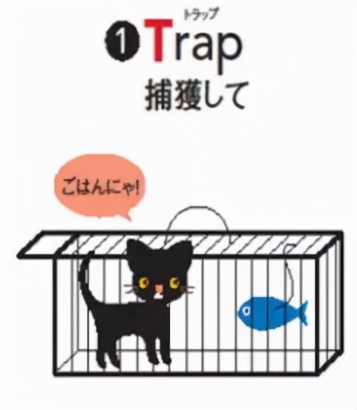 流浪猫的耳朵上为什么会缺了一角,流浪猫的耳朵上为什么会缺一角