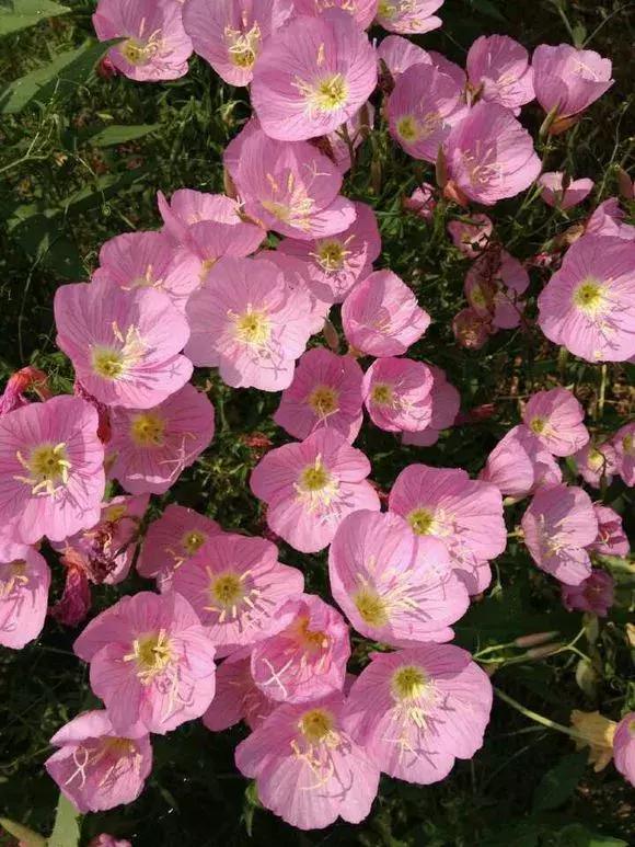 花儿养不好一定要学会这几招,花儿总是养不活