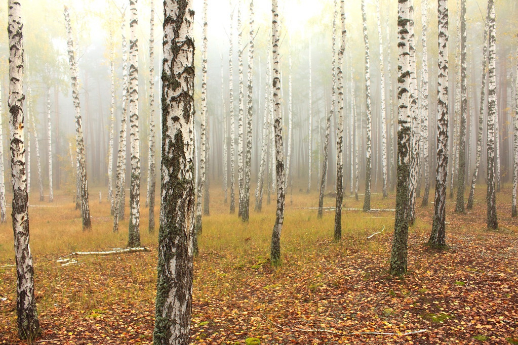 优秀作文排比句归纳整理100句,满分作文经典的800个排比句