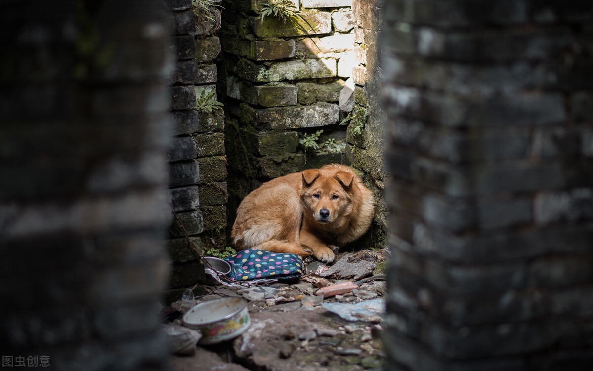 旧犬喜我归，它的目光中，是情感的惊喜？也是生命的凝望
