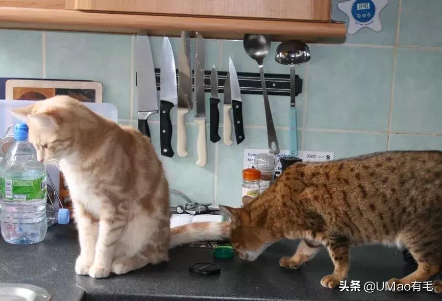 厨房是猫咪的修罗场，随便一项就能重伤