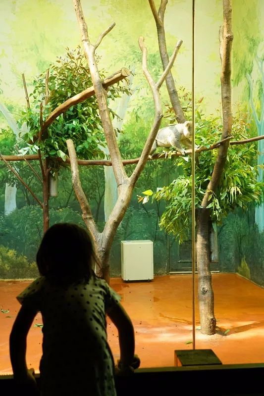 广州旅游攻略长隆动物世界,亲子游广州长隆动物园