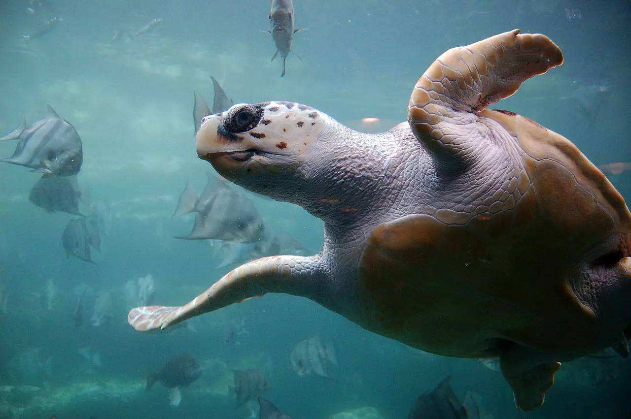 海洋千年古巨龟,世界上真正的千年海龟