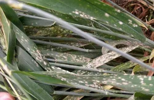 稻粒黑粉病防治药剂,治粉虱最好最快的方法