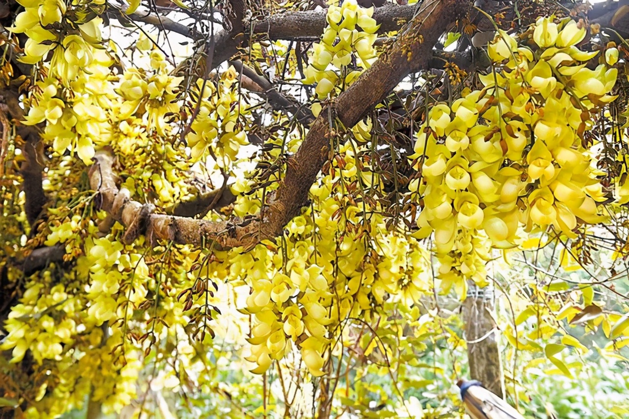 免费游云浮｜如云般洁白轻妙，浮动着向往的生活，云浮免费旅游