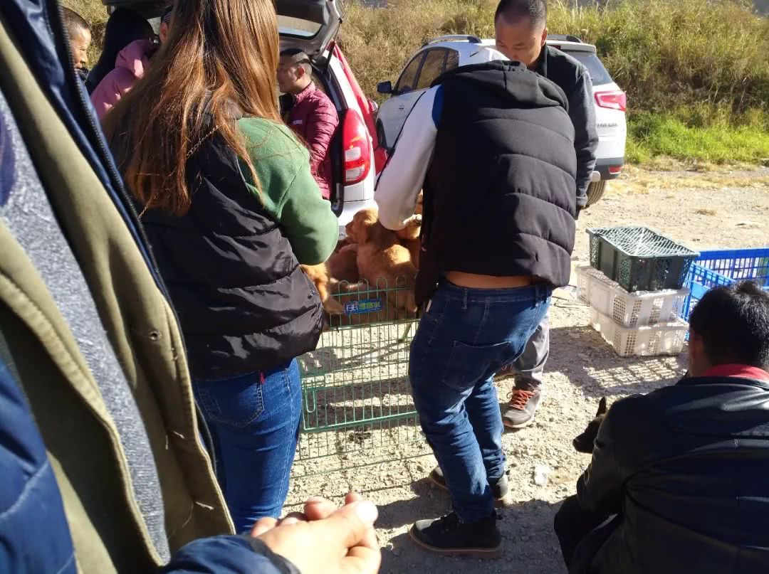 去狗市买200块钱一只的金毛,狗市商贩