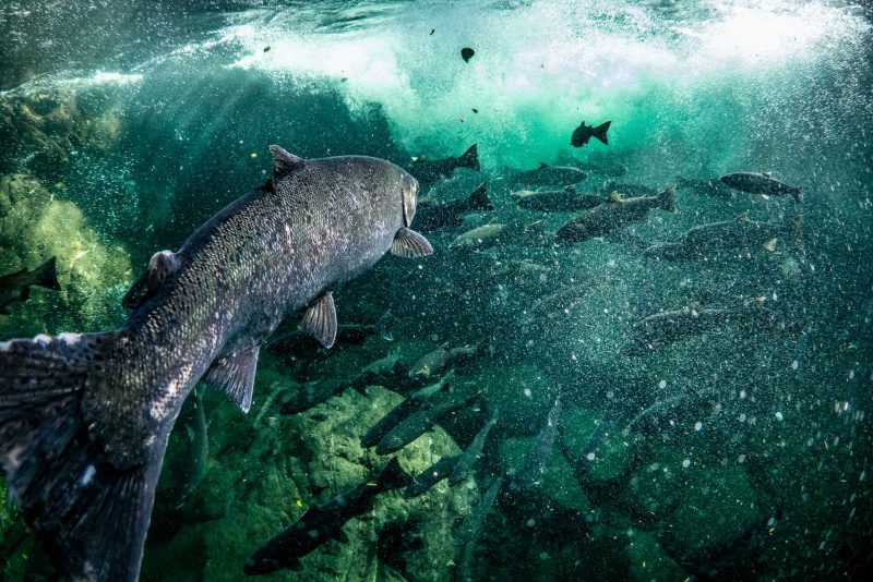 所有三文鱼都是进口的吗,我们为什么要进口三文鱼