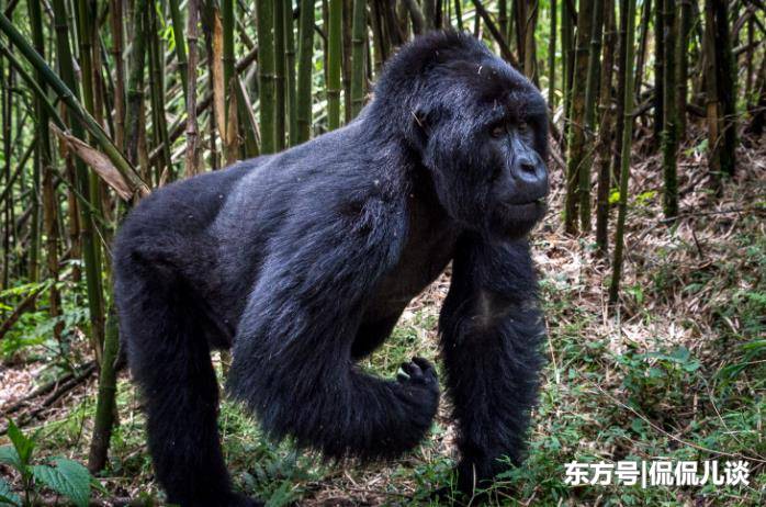 世界上最便宜的公园多少钱,中国最贵的公园门票