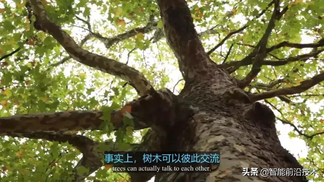 神奇“树联网”,地球本身是一个巨大的超生物体