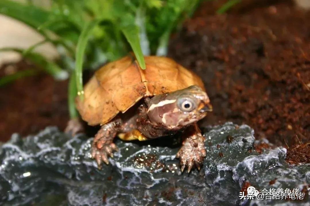 关于养龟的问题和解析,对于龟的灵性这个问题你怎么看呢