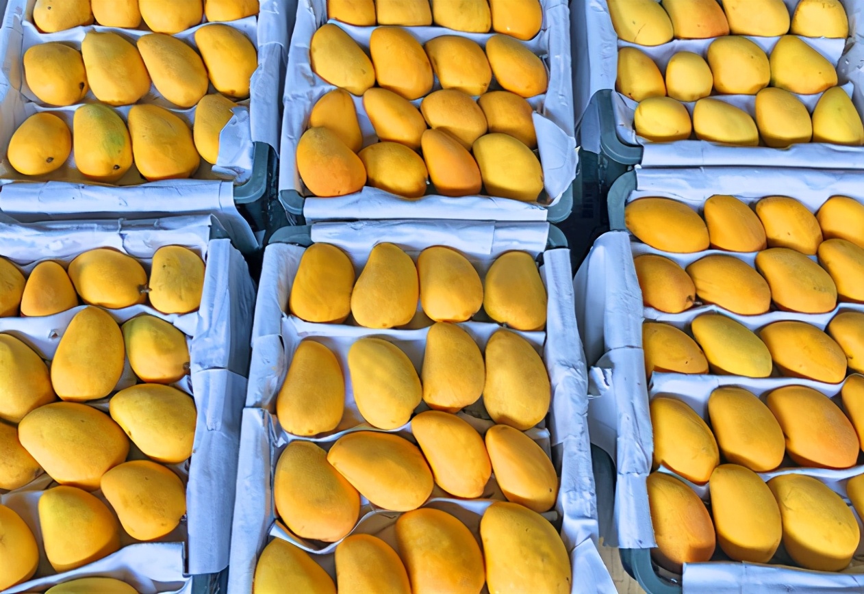 新芒果春天值不值得买,芒果适合什么季节吃最好