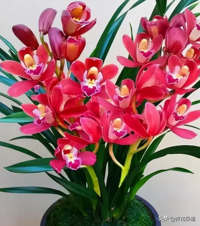 兰花是怎样分类的,兰花分为哪些品种