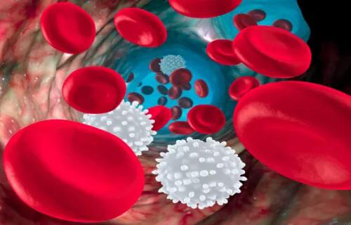 白细胞低医生说要做穿刺来检查,感冒发烧查血常规发现白细胞低