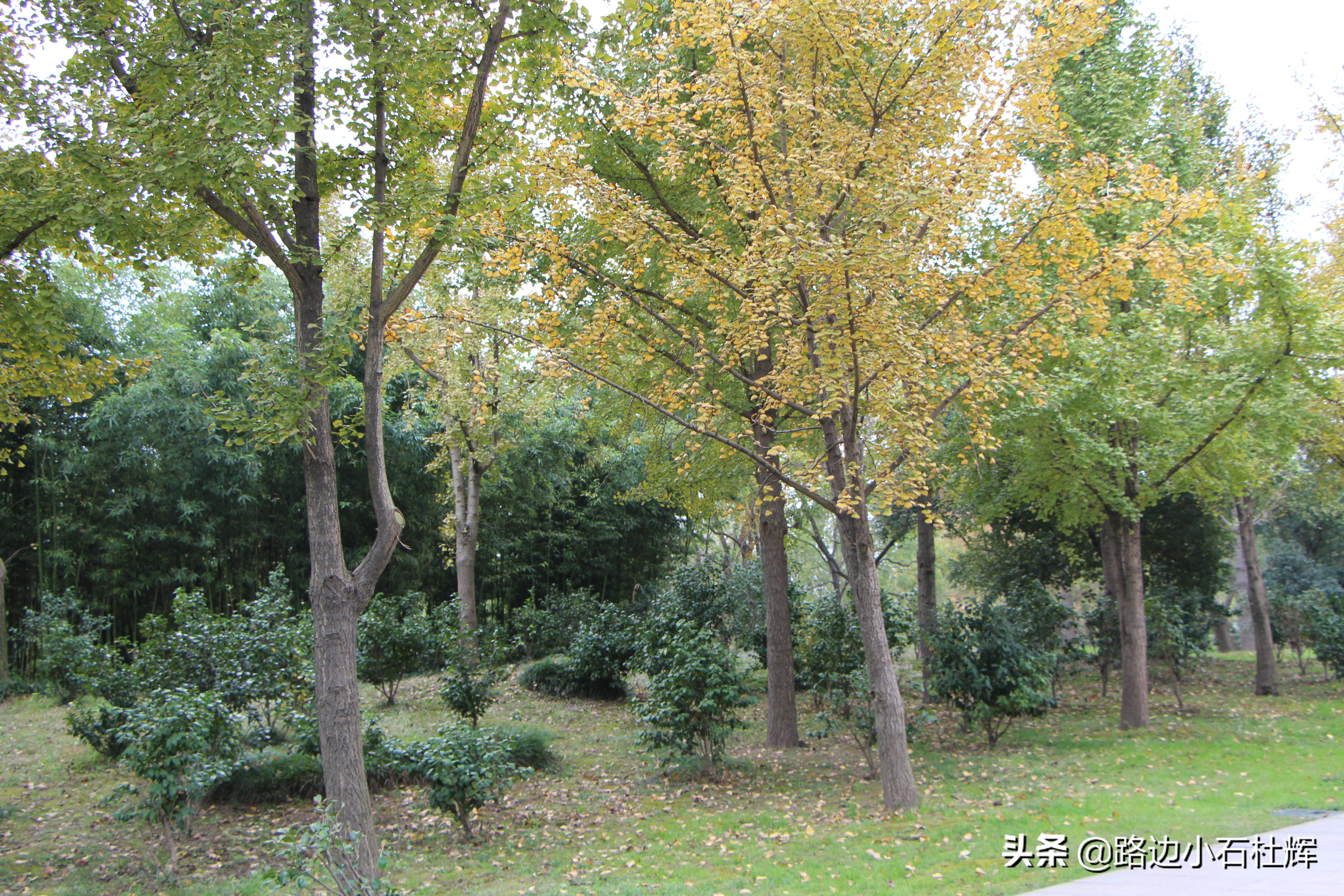 扬州瘦西湖之行,扬州瘦西湖游一圈