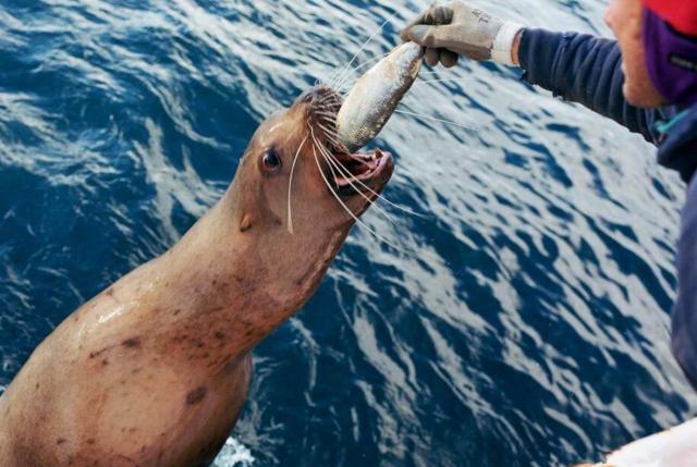 日本大象生存现状,大象生存危机