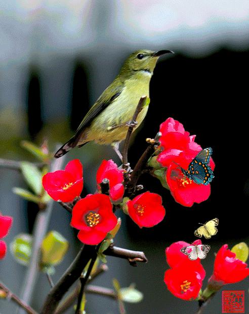 100张会动照片,30张罕见且迷人的图片