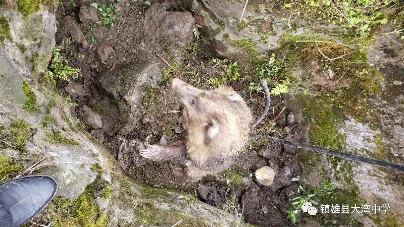学校里闯入野生动物,学校闯入野生动物