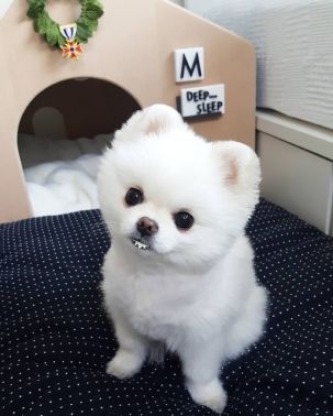 网上购买的狗狗真的能收到吗,网上购买狗狗靠不靠谱