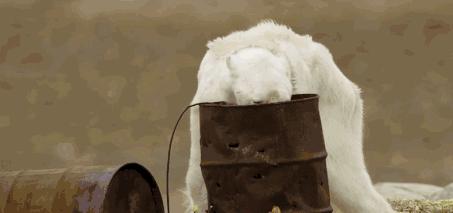 红帽子白胡子的老人,白胡子红帽子老人