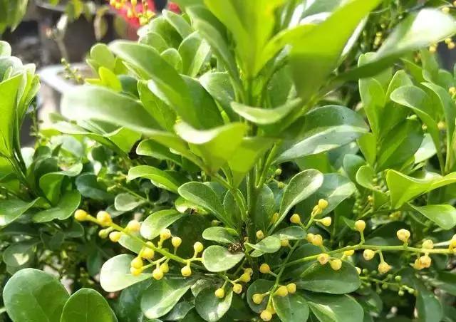 养殖米兰,米兰的冬季养护方法与要点