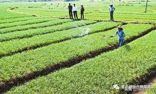 水产枯草芽孢杆菌正确使用方法,农用枯草芽孢杆菌使用方法及用量