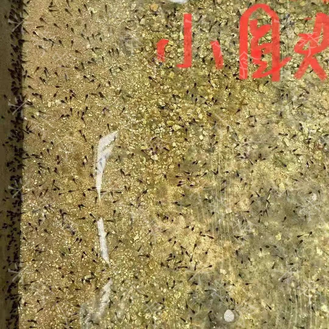 蝌蚪养殖解毒的重要性,蝌蚪养殖怎样预防生病的发生呢
