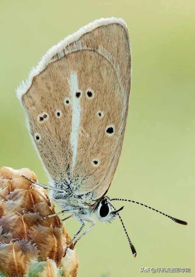 尼康对焦区域和对焦模式如何选择,佳能相机全画幅新手教程