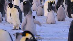 大过年的,被这些小萌萌给笑掉了头