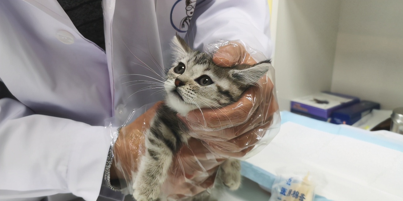 同一窝的猫怎么知道哪个先出生,老祖宗选猫方法