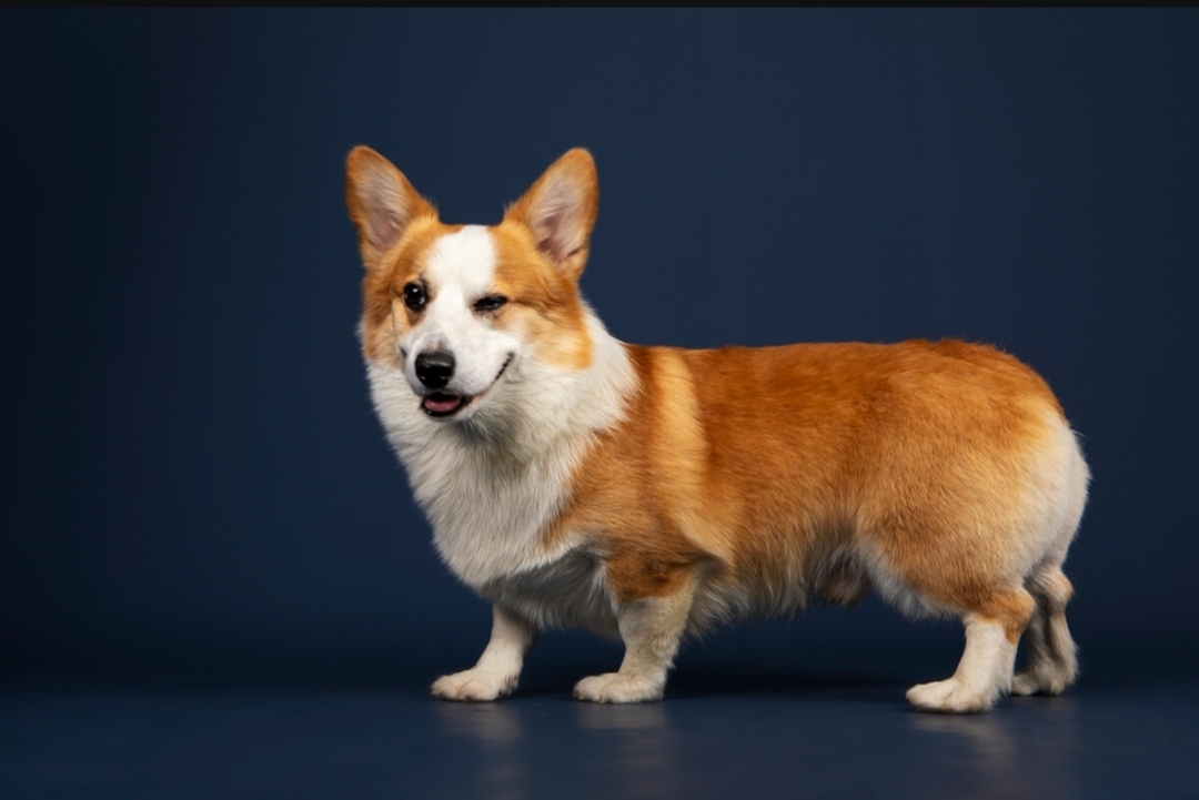 宠物猫粮怎么选这些技巧要知道,饲养宠物知识大全