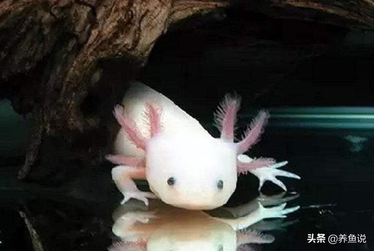 六角恐龙怎么养？它们是不怕冷的水族生物，也是一个两栖“奇葩”