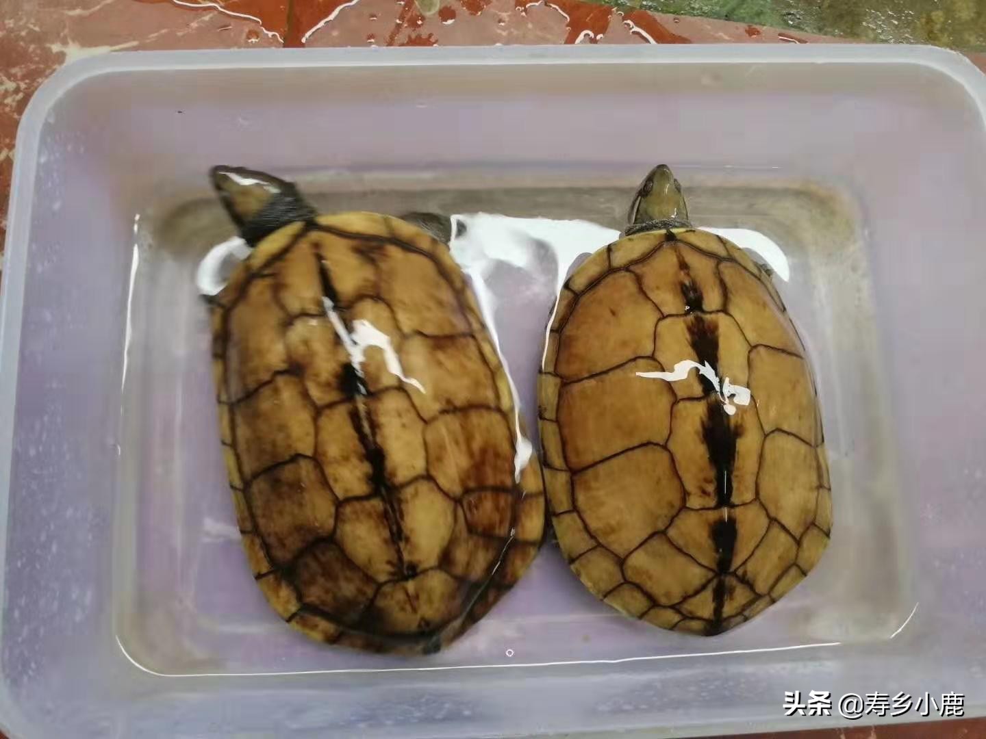 石金钱龟价格暴涨和暴跌的背后,真正的推手是谁?帮凶是谁?