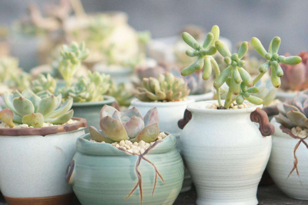 多肉叶插发芽慢怎么办,多肉香槟叶插多长时间出苗