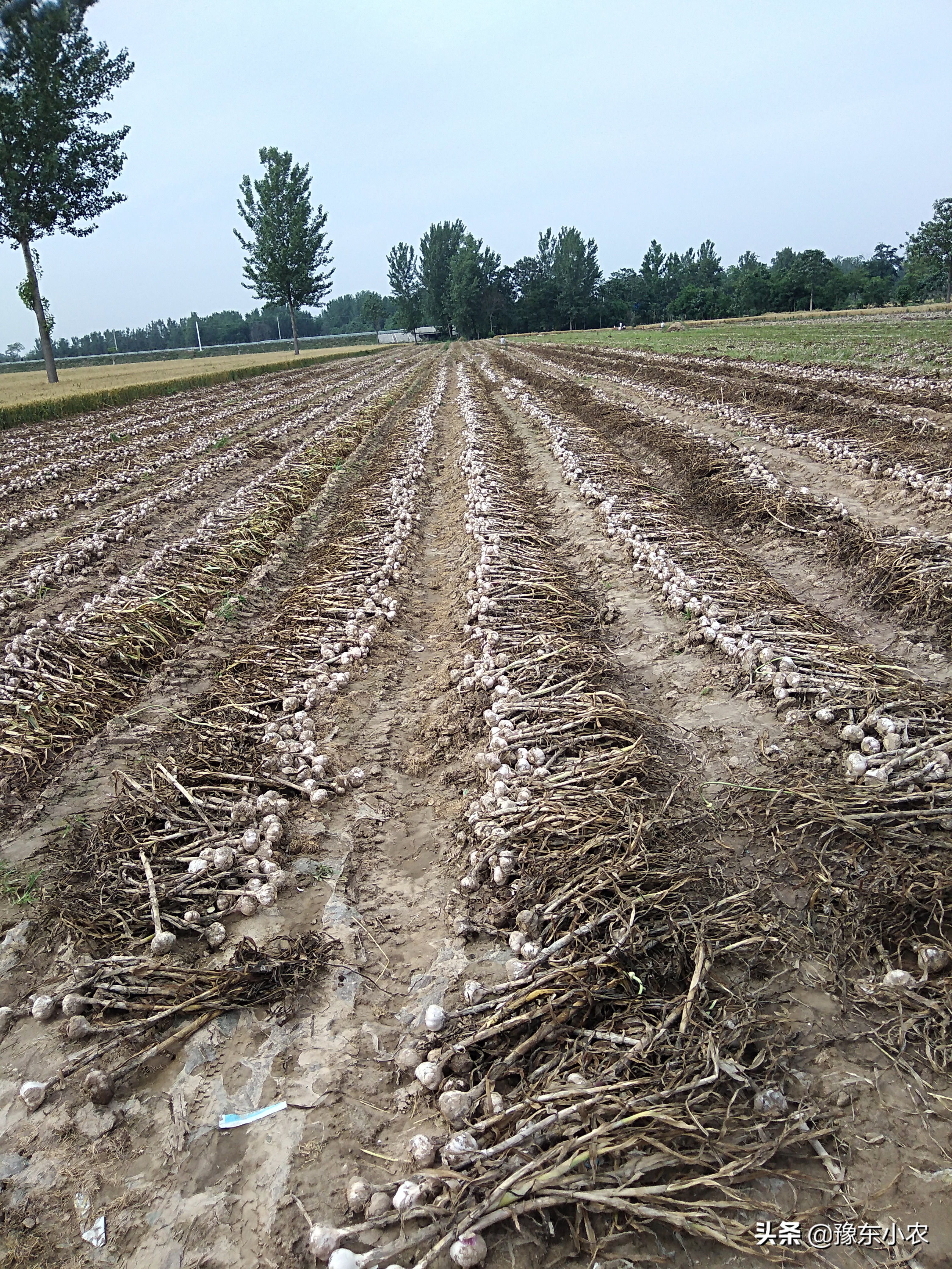 大蒜返青期气温低怎么办,怎样预防大蒜被冻害