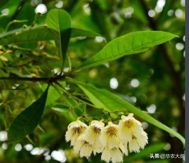 小叶油橄榄与大叶油橄榄的区别,橄榄油的橄榄跟普通橄榄区别