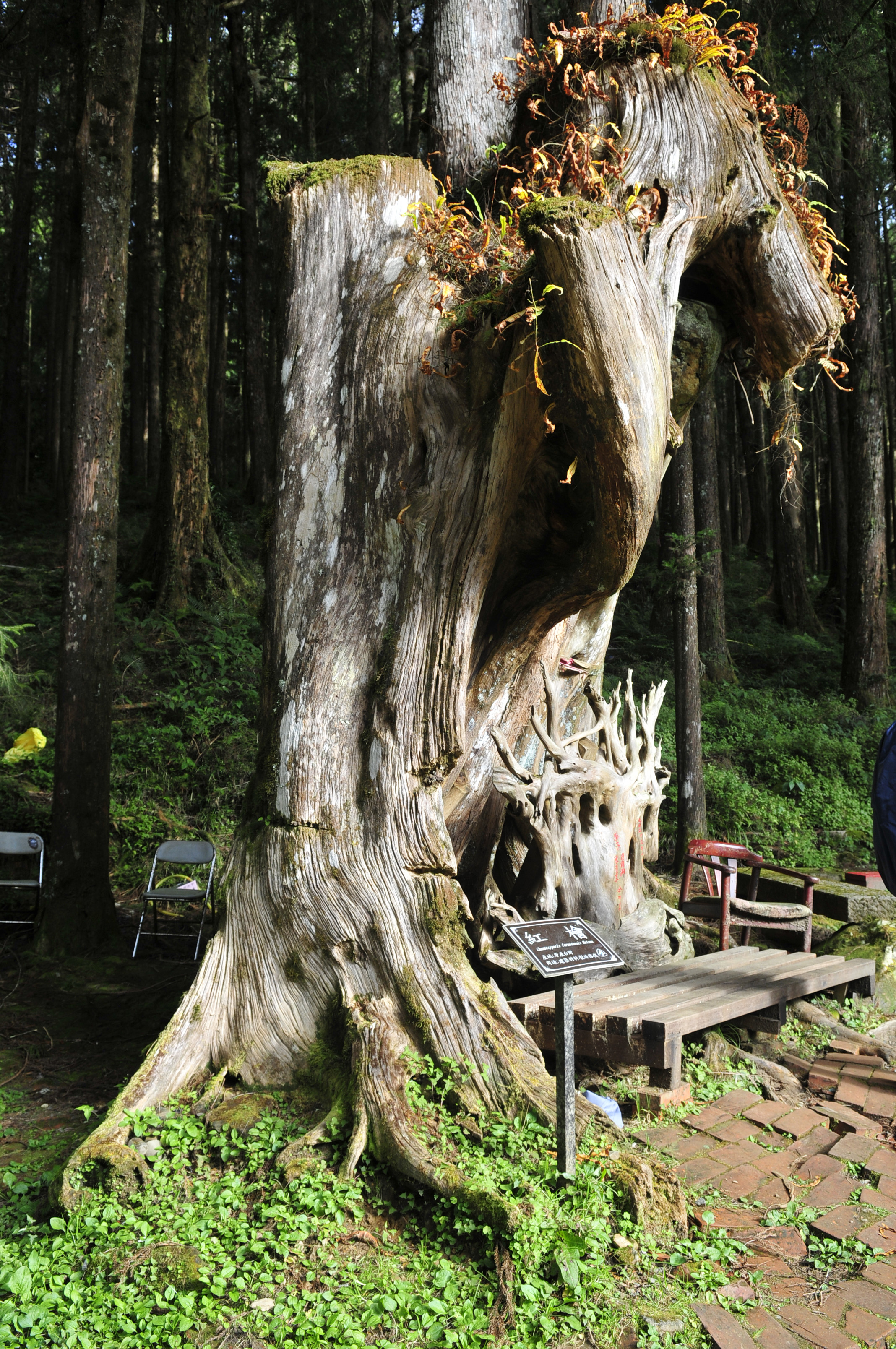 阿里山的故事告诉我们什么,台湾古树的故事