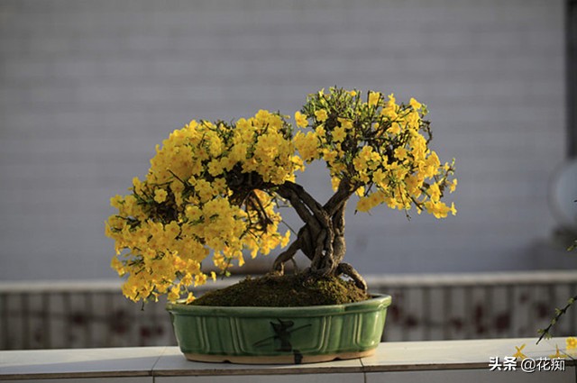 迎春花春季如何养护,春季迎春花怎么养