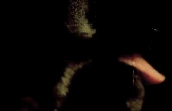 猫咪舌头上的“倒刺”其实是吸管？