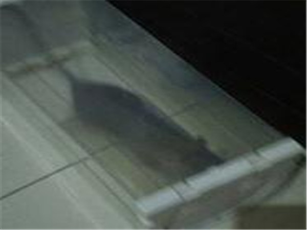 消灭老鼠最有效方法怎么灭大老鼠,灭地老鼠最有效的方法